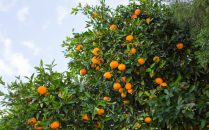 ¿Dónde se encuentra la mayor producción de cítricos de España?