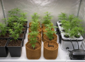 Tierra, coco o hidroponía: qué sustrato elegir para cultivar marihuana en interior