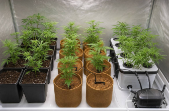 Tierra, coco o hidroponía: qué sustrato elegir para cultivar marihuana en interior