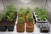 Tierra, coco o hidroponía: qué sustrato elegir para cultivar marihuana en interior